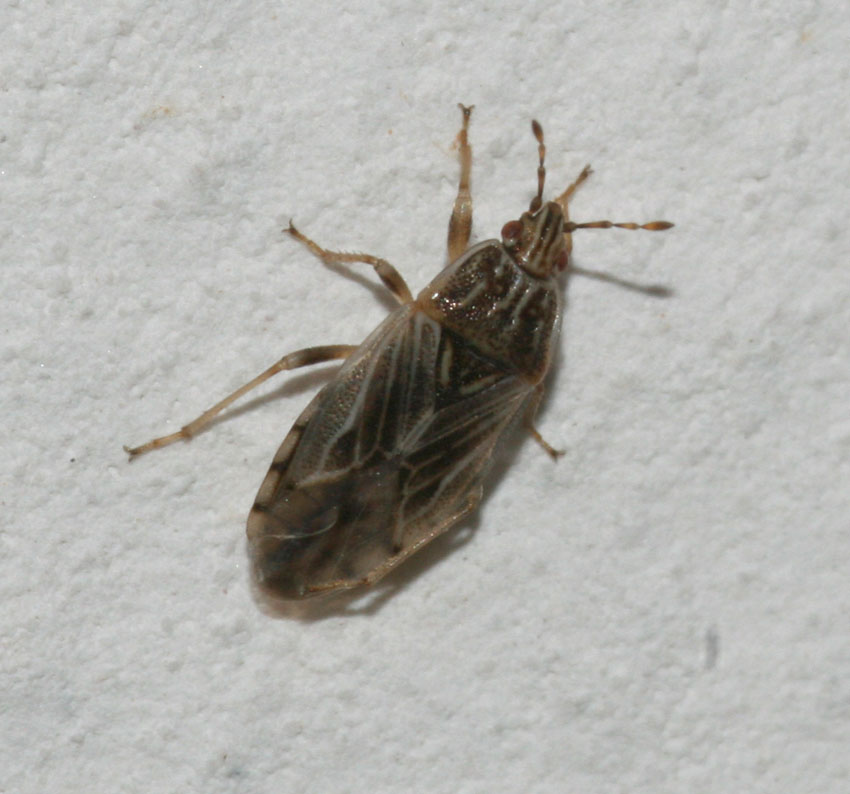 Lygaeidae: Holcocranum e Emblethis